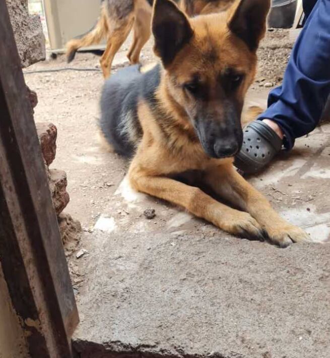Chubut: cuatro perros fueron hallados desnutridos en una casa y ahora investigarán a un hombre por crueldad animal