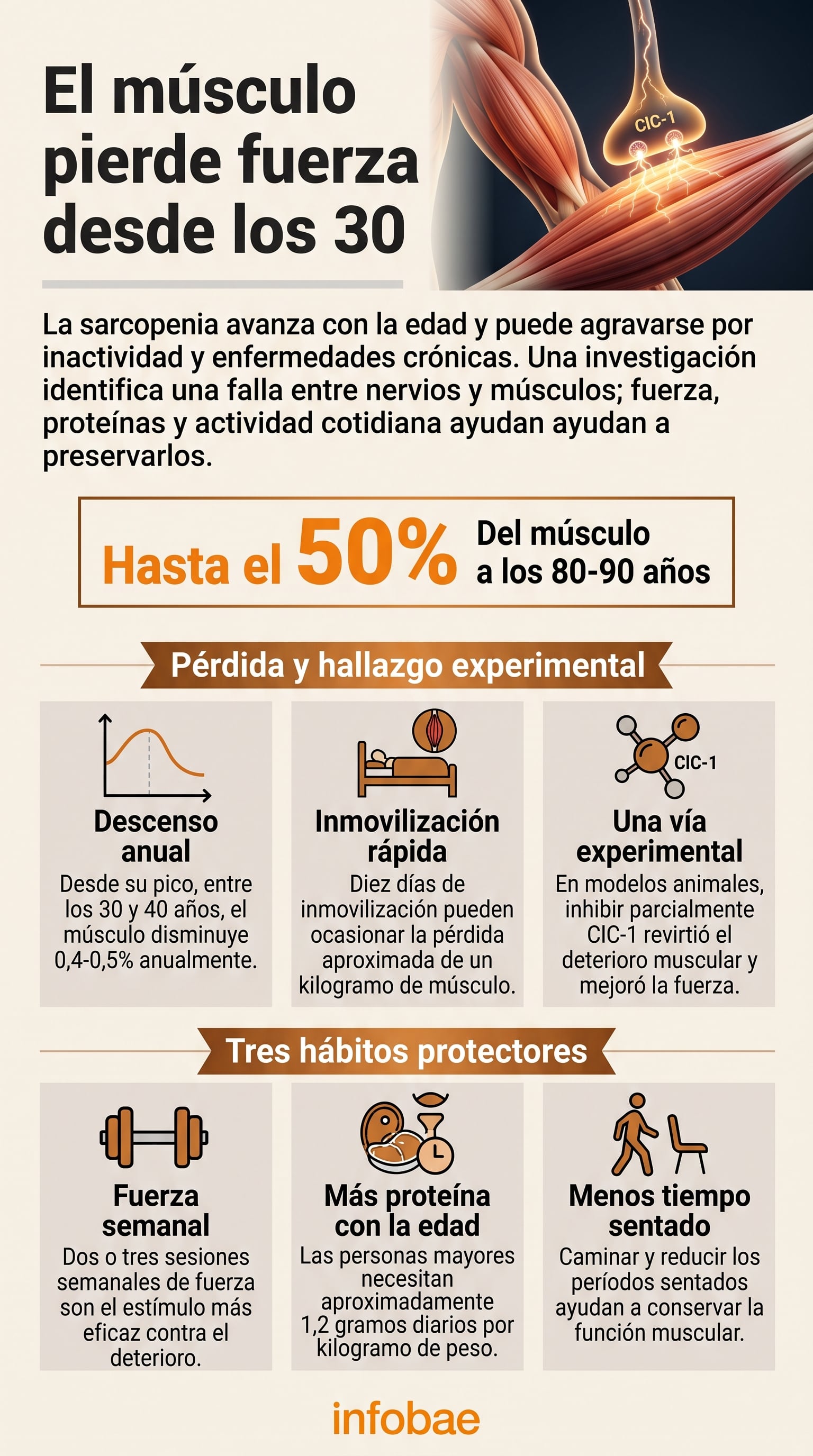 La sarcopenia progresiva afecta la masa muscular con los años y puede prevenirse mediante el ejercicio de fuerza y la alimentación adecuada (Imagen Ilustrativa Infobae)