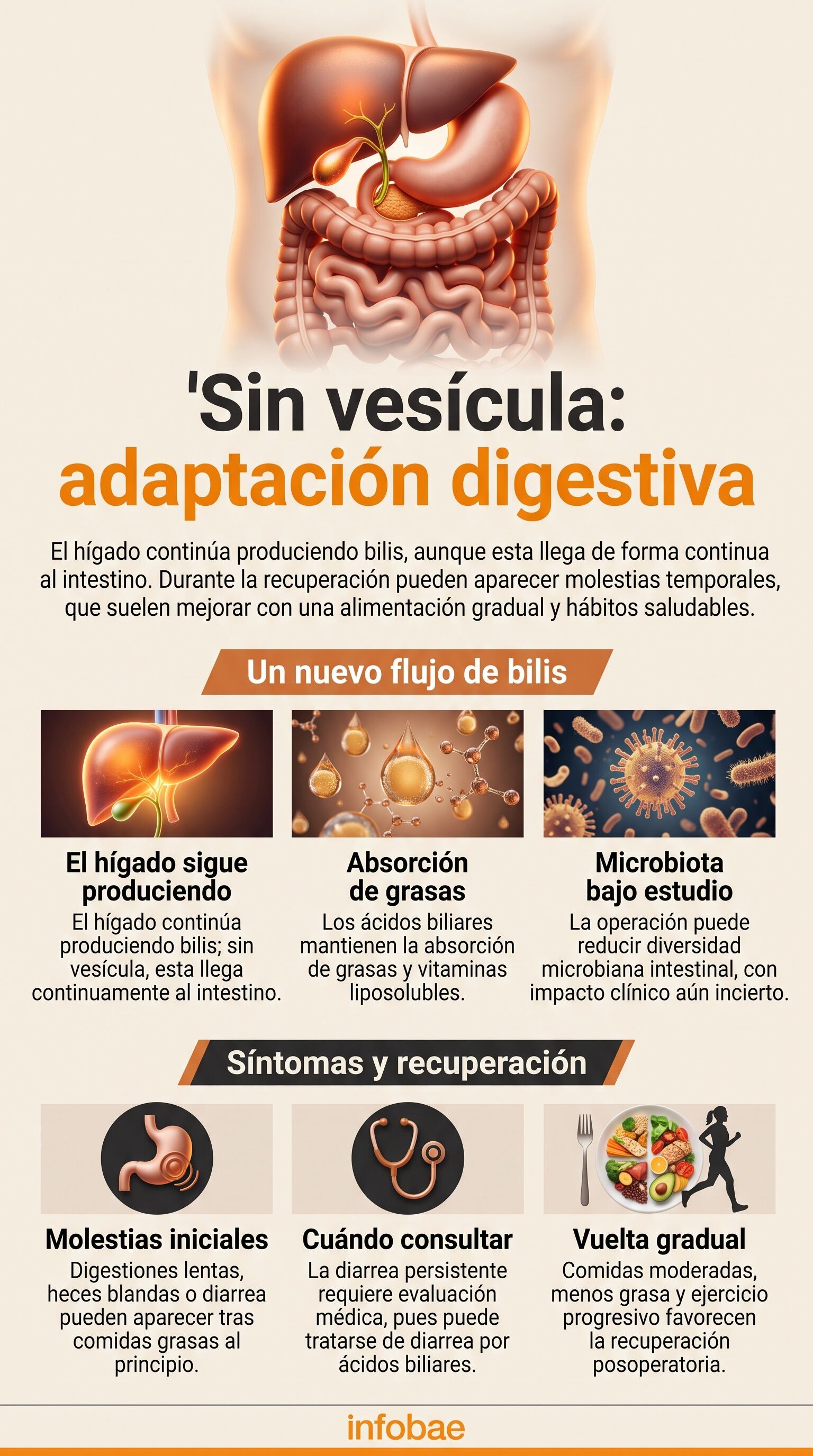 Una infografía ilustra los cambios en el flujo de la bilis y el proceso de adaptación digestiva del cuerpo humano tras la extirpación de la vesícula biliar (Imagen Ilustrativa Infobae)