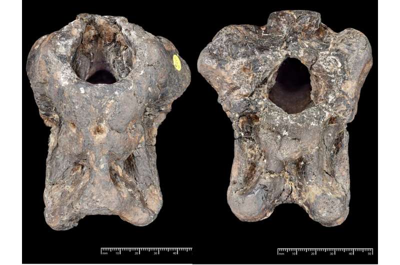 El fósil de Invictibellatrix amberina permaneció guardado en el Museo de Historia Natural de Londres desde 1924 Crédito: The Trustees of the Natural History Museum, Londres.