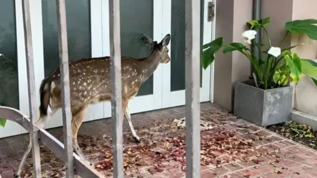 La presencia del animal en plena zona urbana causó asombro entre los vecinos de la localidad santafesina (La Capital)