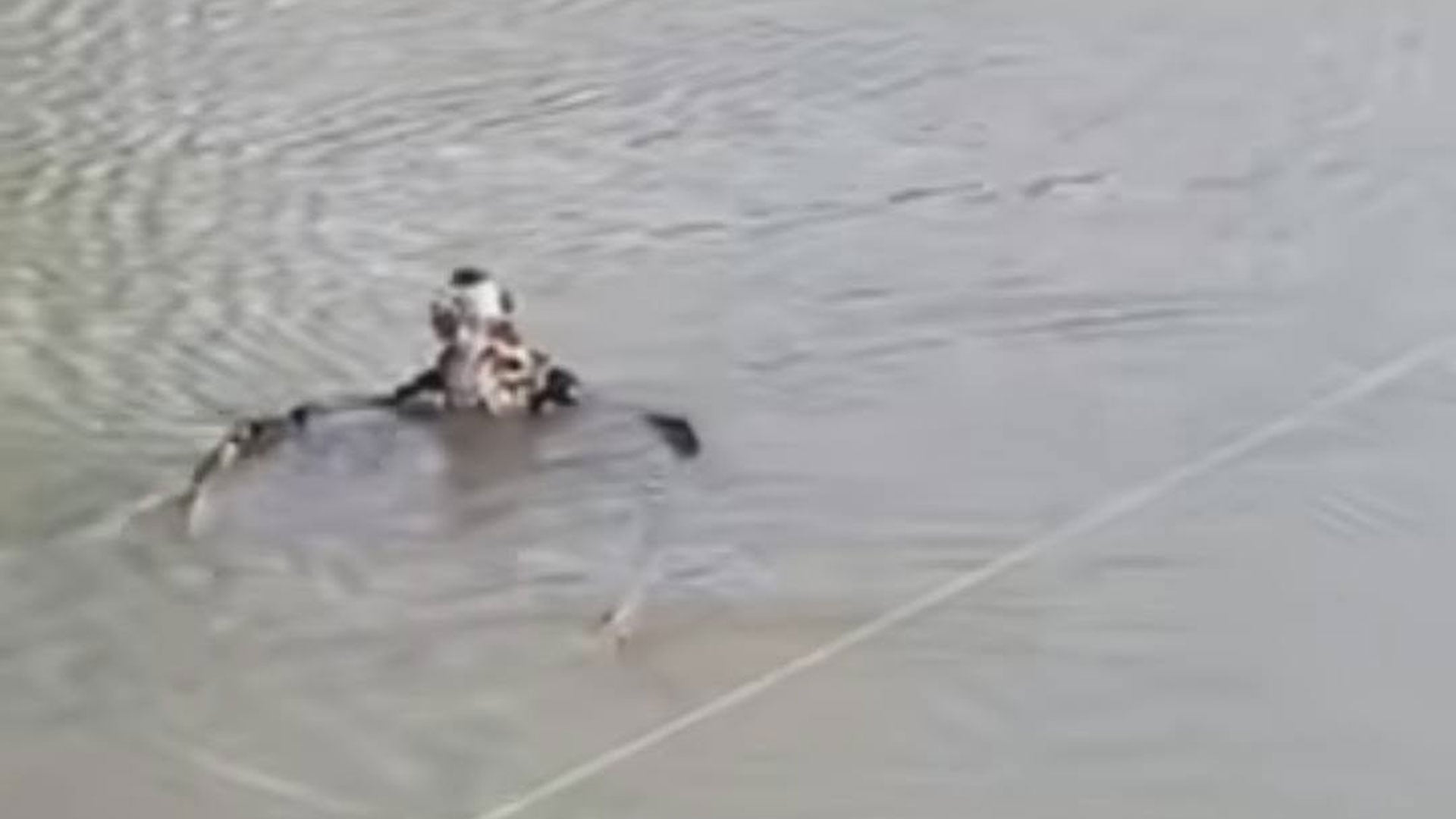 Captura del video en el que se observa el rescate de un ave pescadora que voló desde Estados Unidos hasta Bolivia y quedó atrapada en una red en una poza de peces.
