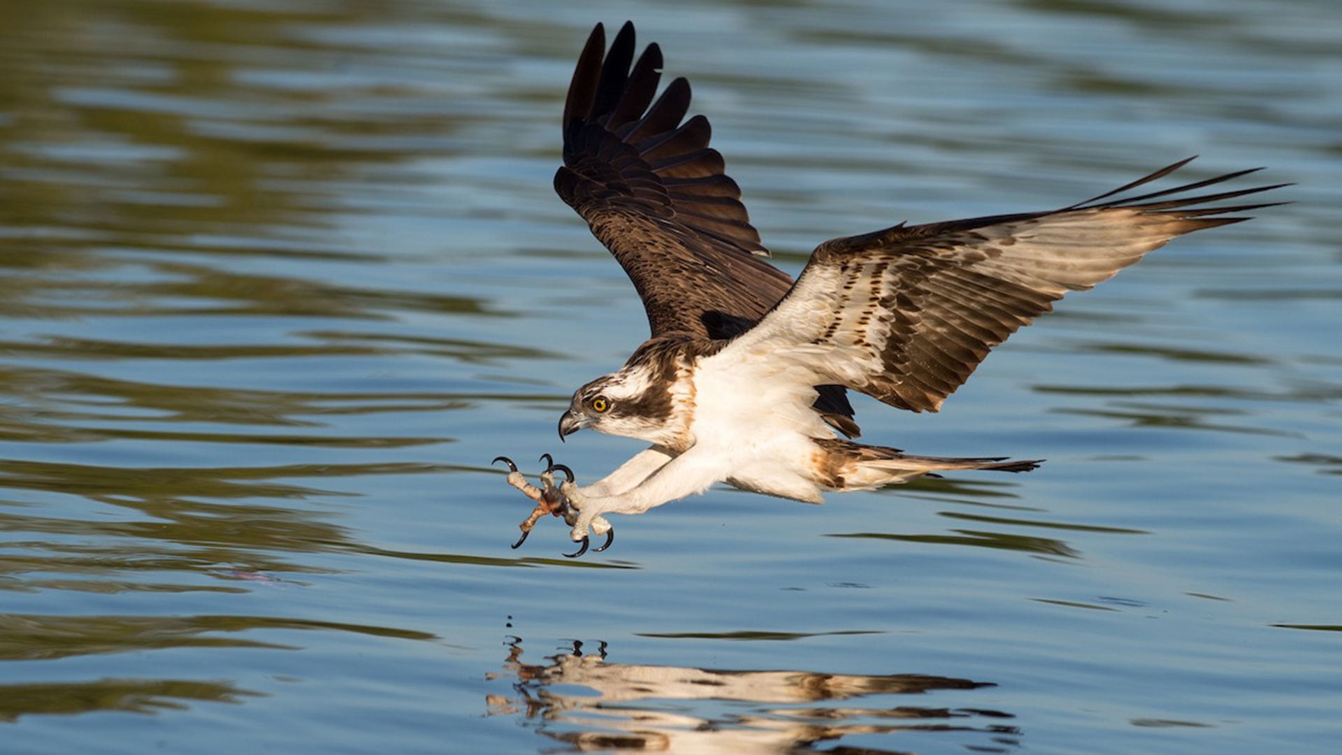 Un ejemplar de Pandion haliaetus durante la búsqueda de una presa.