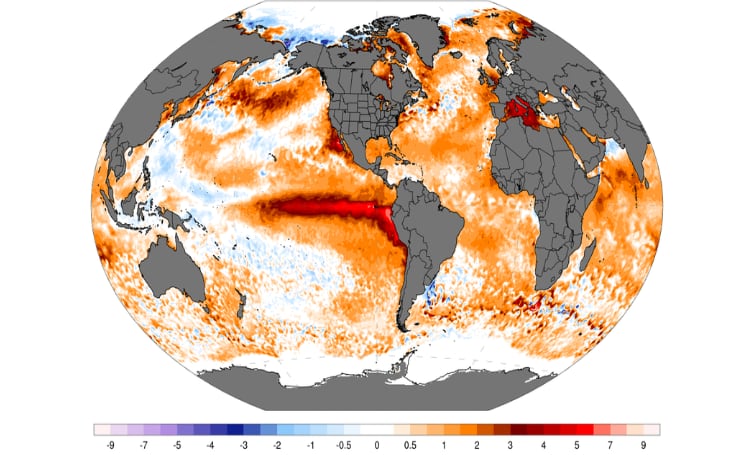 Anomalía diaria de la temperatura de la superficie del mar el 8 de septiembre de 2026, con valores de +7 °C a 8 °C en zonas del Pacífico ecuatorial oriental, cercanas a la costa de Sudamérica. - Créditos: Climate Reanalyzer.