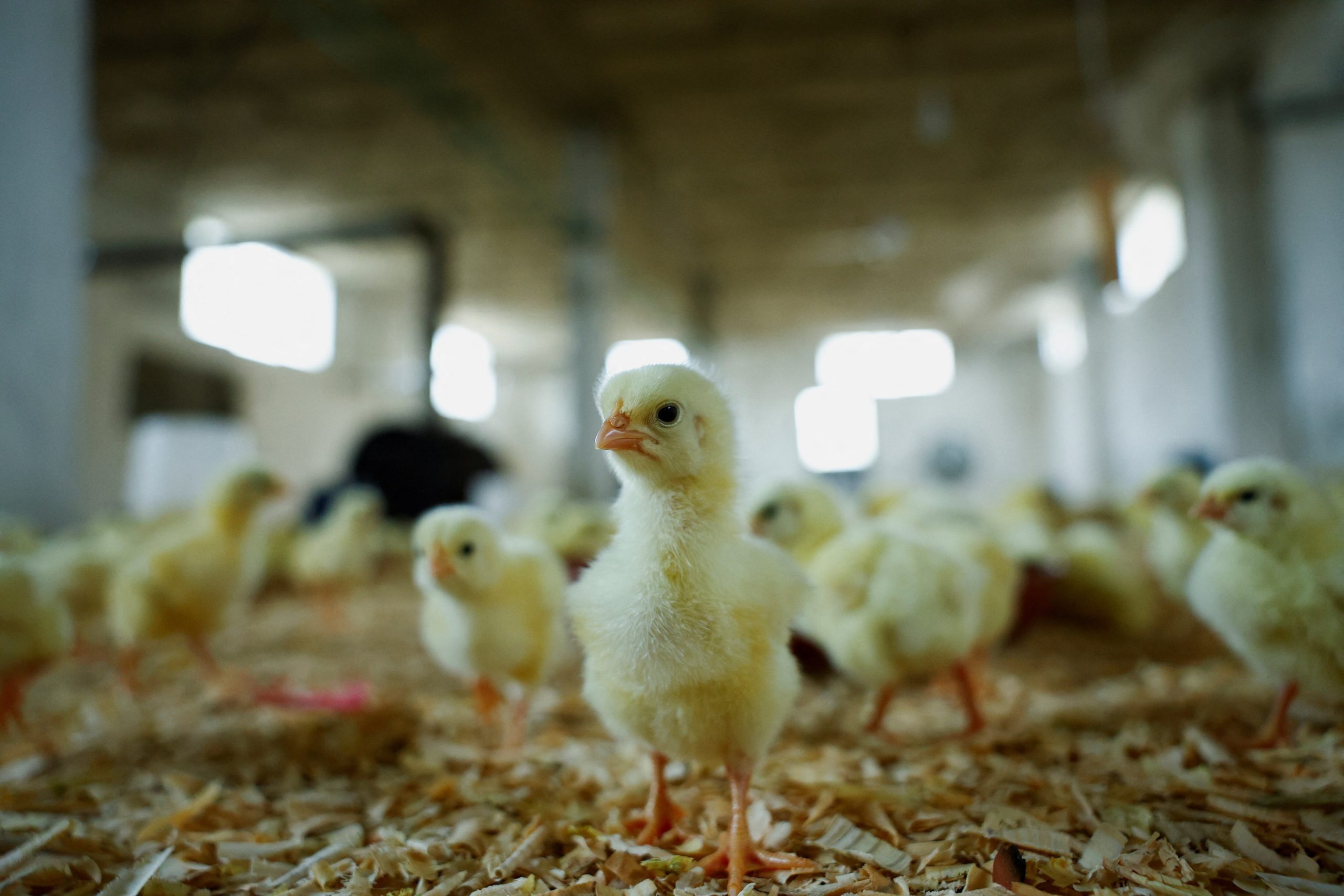 Protección desde el embrión: la vacuna que busca reducir riesgos sanitarios en las aves de producción