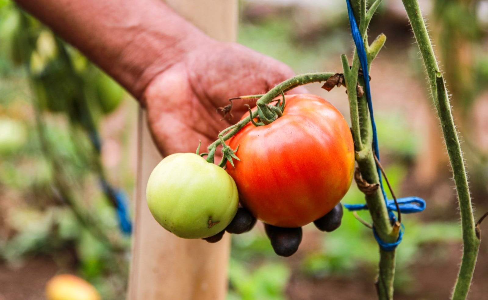 Qué hizo una productora panameña para ser reconocida por la FAO entre las 100 heroínas