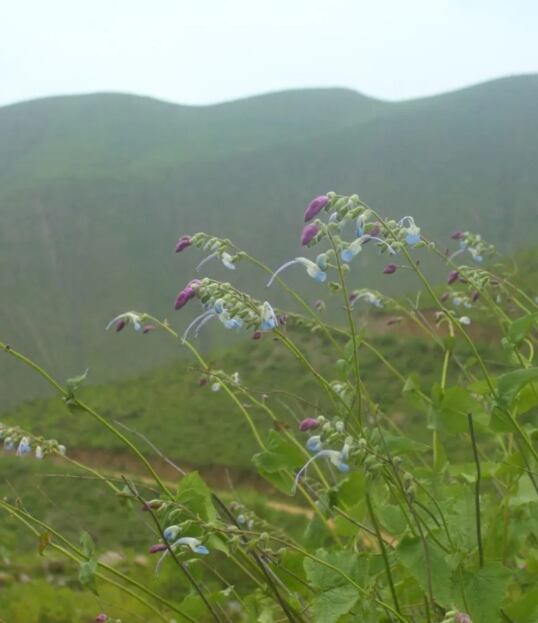 Salvia messii, la flor andina que une ciencia, biodiversidad y un homenaje a Lionel Messi