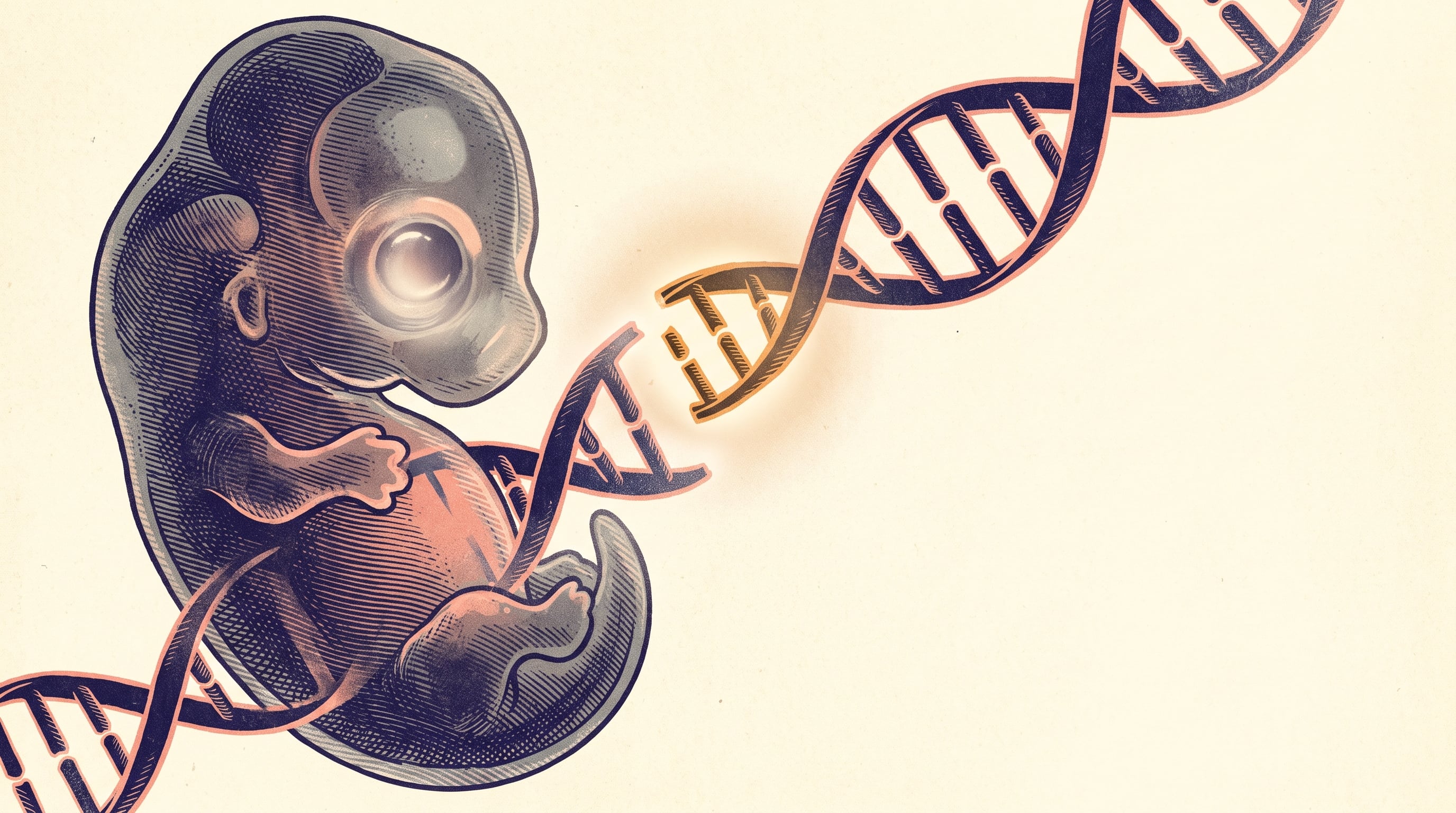 Los científicos aplicaron edición genética con CRISPR-Cas9 para eliminar una región del gen Quaking B en embriones del calamar Euprymna berryi. (Imagen Ilustrativa Infobae)
